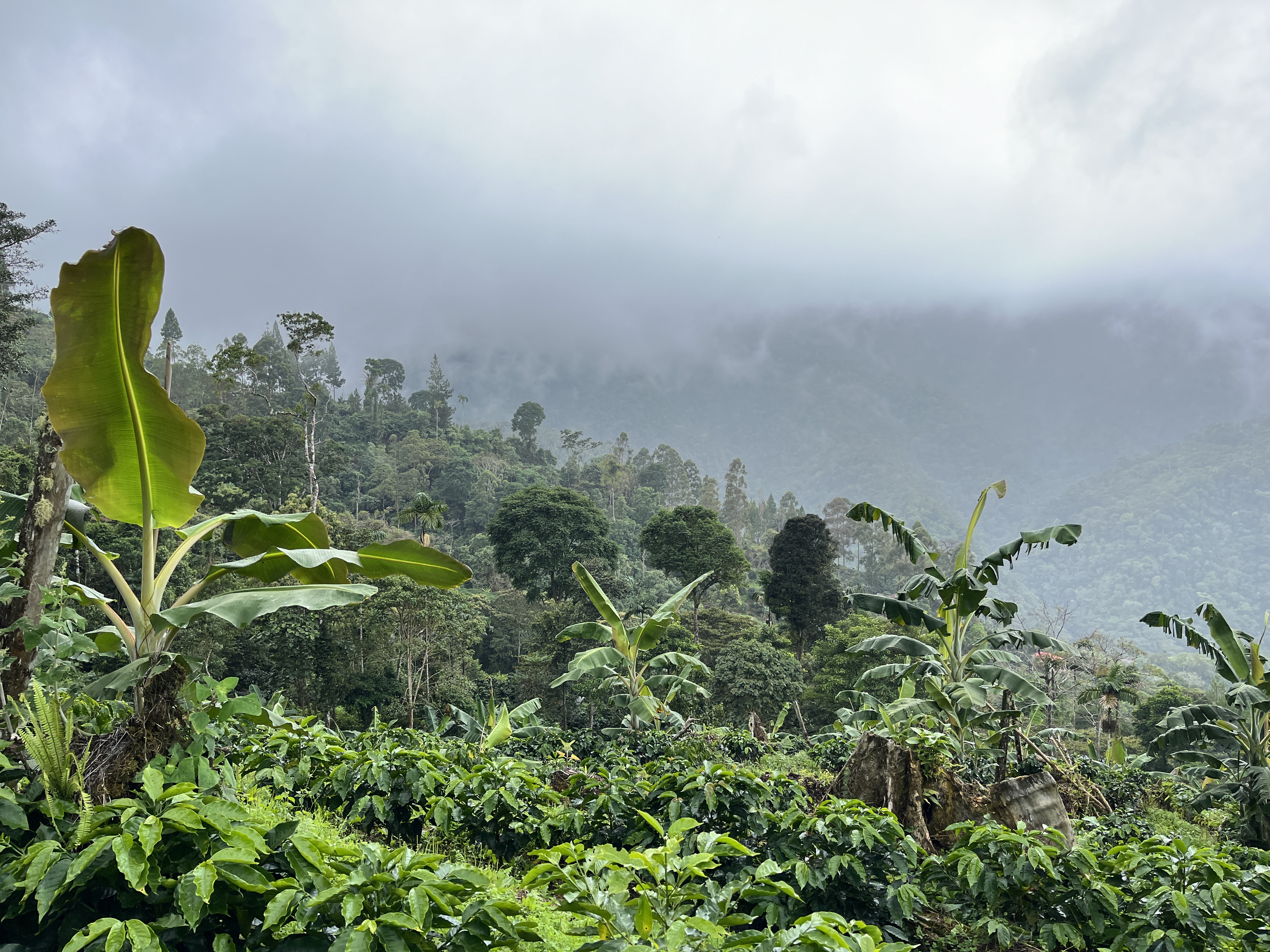 Projekt ForestGuard- Entwaldungsfreie Lieferketten, Landschaftsfoto der Kaffeeplantagen in Peru