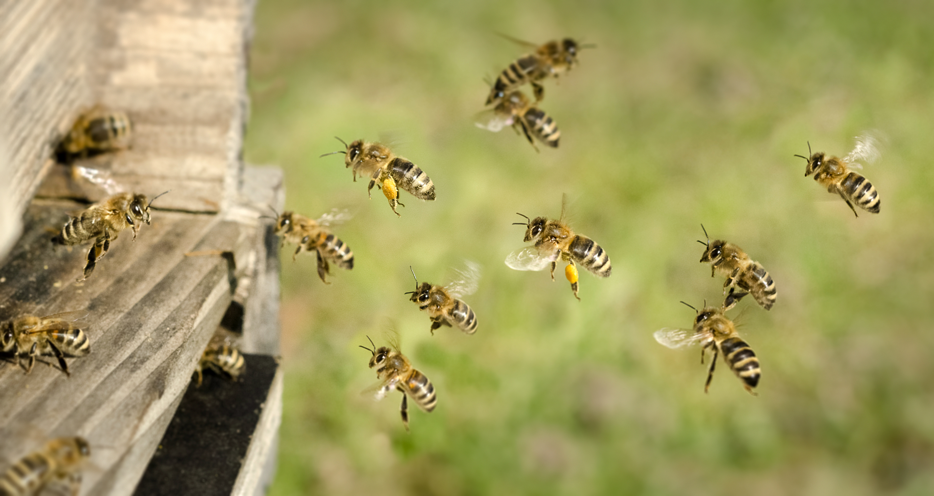 Produktionslogistik Bienenschwarm