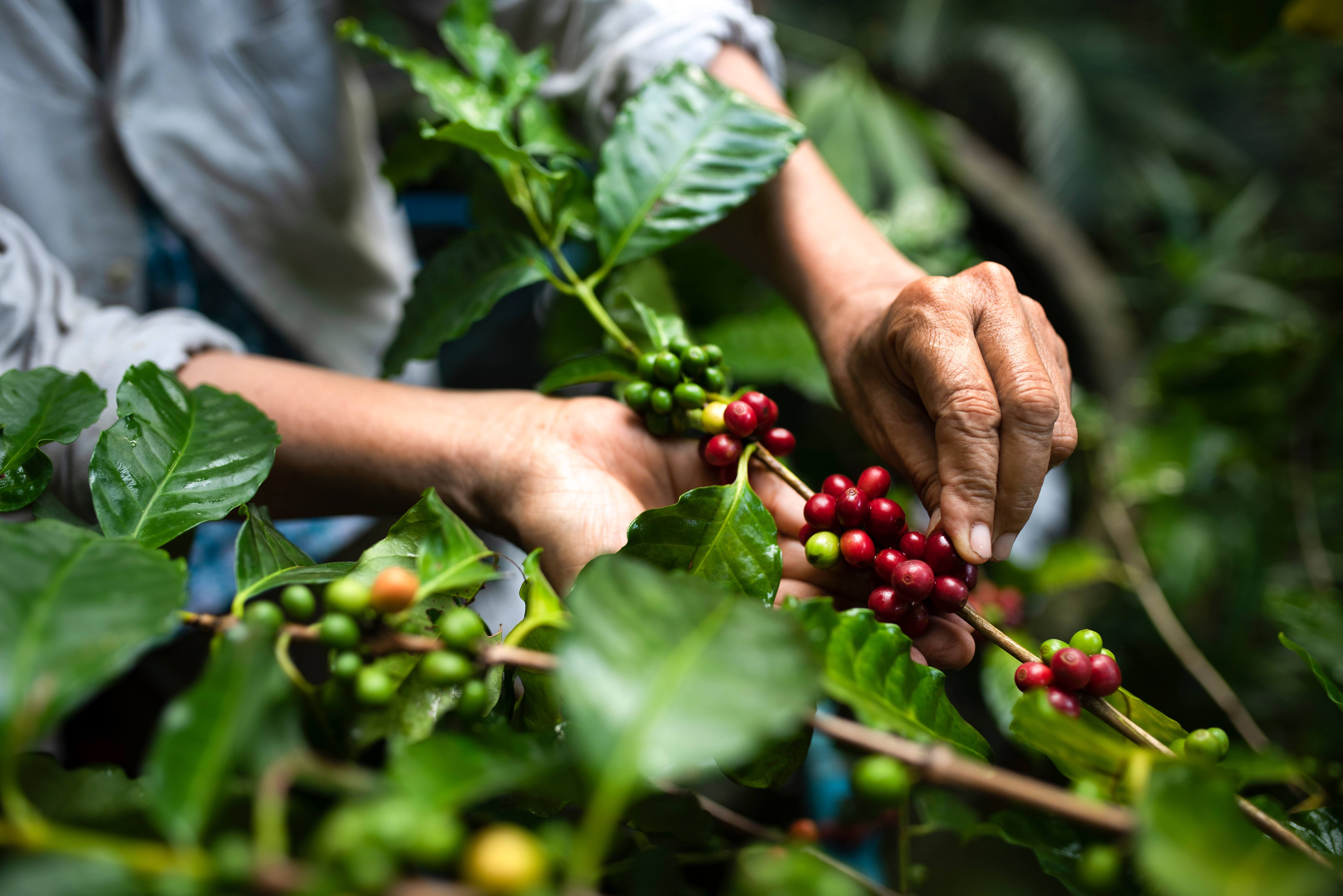 Eine Person pflückt Kaffeebeeren von einer Pflanze